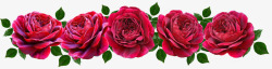 Flowers Red Roses Romantic Banner素菜恋素材