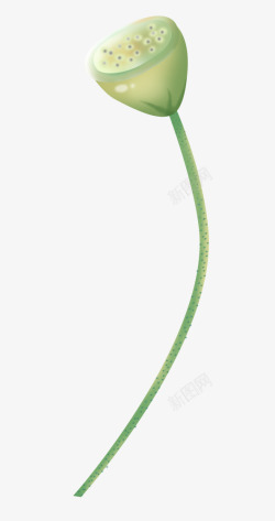 莲蓬A绿色植物  花卉 素材