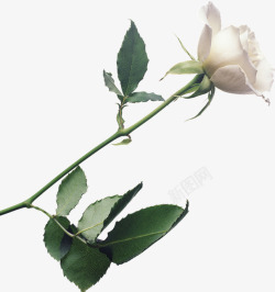一束白色玫瑰花免扣植物amp花卉素材