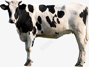 cow 动物png免抠素材_88icon https://88icon.com 动物