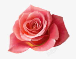 红色玫瑰花特写花花装饰素材