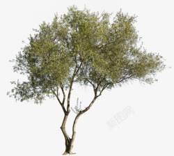 Olivetree1080xCZ材质植物素材
