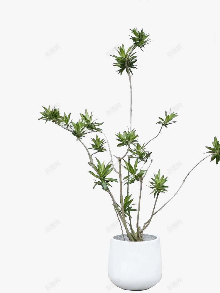 种在白色花盆里盆栽植物png免抠素材_88icon https://88icon.com 植物 绿色 花园 室内 自然 盆栽 首页 叶 房子