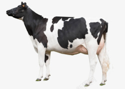 奶牛 1200855牧场素材