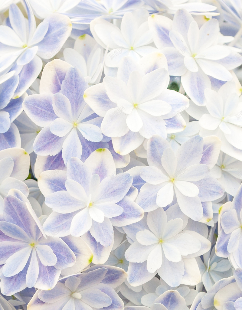 蓝色小花朵渐变背景jpg设计背景_88icon https://88icon.com 小花朵 大气 梦幻 渐变 蓝色 花卉 浪漫