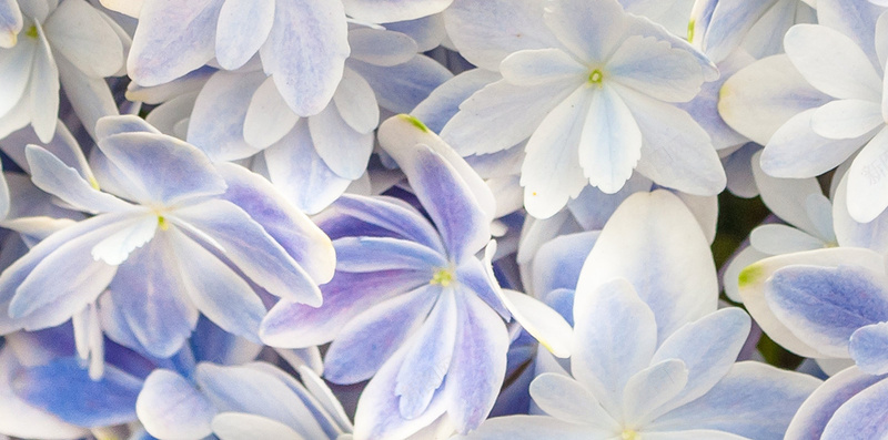 蓝色小花朵渐变背景jpg设计背景_88icon https://88icon.com 小花朵 大气 梦幻 渐变 蓝色 花卉 浪漫