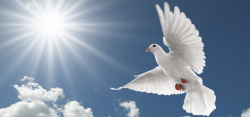 自由的和平鸽和平鸽摄影背景高清图片