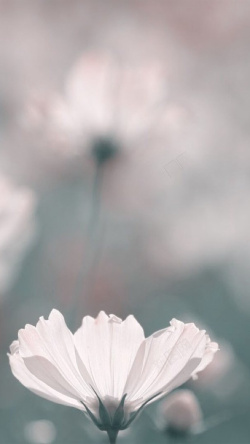 模煳花朵主模糊的花朵背景H5素材背景高清图片