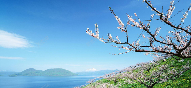 蓝色梅花冬季唯美浪漫背景图背景