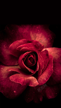 深红色玫瑰深红色玫瑰花朵背景高清图片