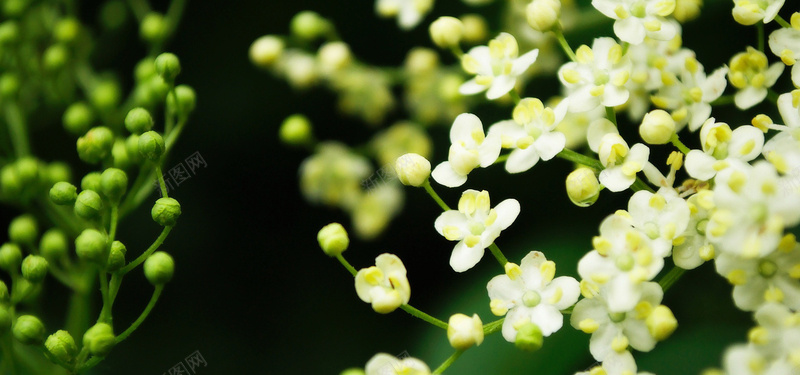 鲜花花蕾摄影jpg设计背景_88icon https://88icon.com 花朵 鲜花 花蕾 植物 海报banner 摄影 风景