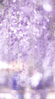 紫色小花背景背景