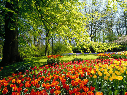 清新绿树花开的季节背景图背景