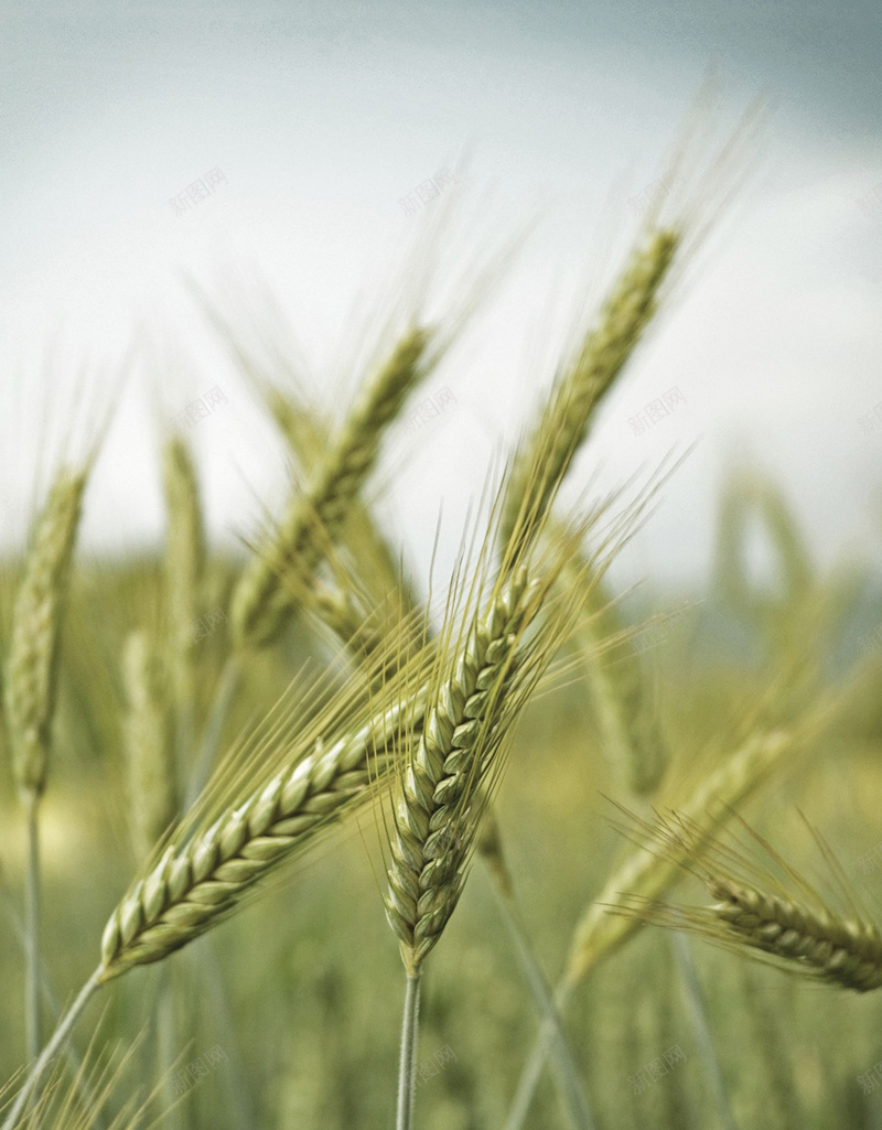 稻谷稻田小清新H5背景素材jpg设计背景_88icon https://88icon.com 稻谷 稻田 小清新 清新素材 风景 H5 摄影