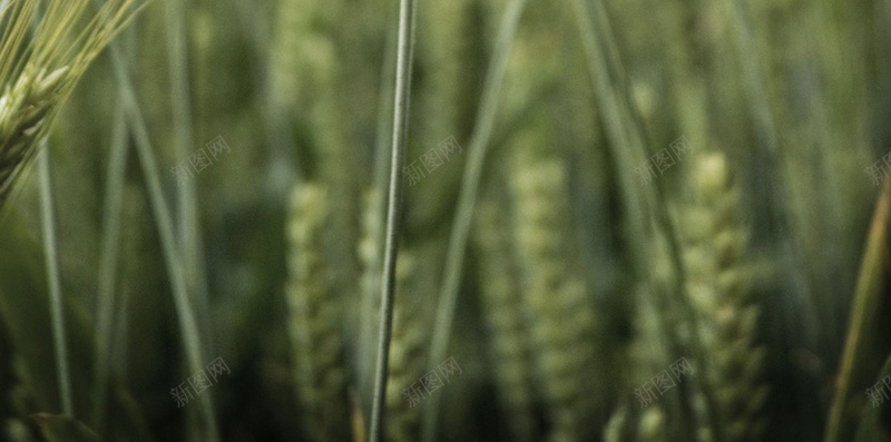 稻谷稻田小清新H5背景素材jpg设计背景_88icon https://88icon.com 稻谷 稻田 小清新 清新素材 风景 H5 摄影