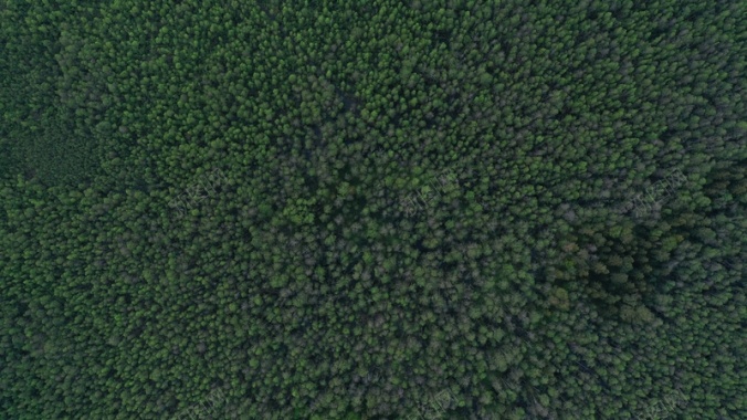 俯视深林绿色图背景