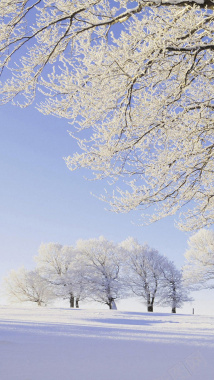 雪景冬天大树树枝天空H5背景图背景