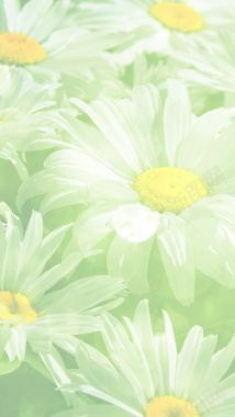 浅绿色花朵背景背景