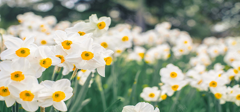 美丽的花朵jpg设计背景_88icon https://88icon.com 花朵 水仙 花海 海报banner 摄影 风景