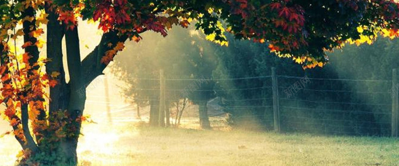 树木枝繁叶茂阳光模糊早晨围栏背景