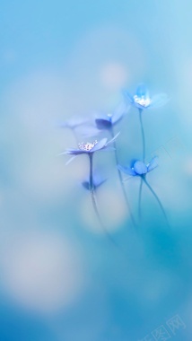 蓝色浪漫花朵H5背景背景