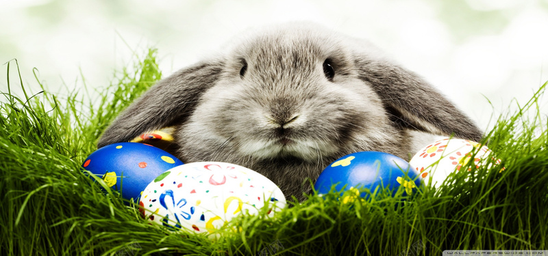 复活节兔子与彩蛋背景jpg设计背景_88icon https://88icon.com 两个蛋 复活节 兔子 彩蛋 草 绿草 灰兔子 海报banner