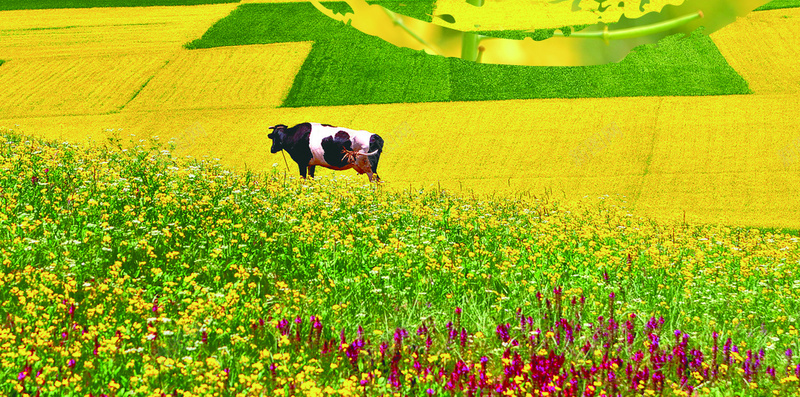 油菜花踏青风景源文件H5背景素材psd设计背景_88icon https://88icon.com 油菜花 奶牛 花朵 蜂蜜 踏青 朦胧 风景 景色背景 彩色蓝天 源文件 H5背景 素材