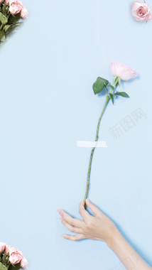 玫瑰花朵H5背景背景
