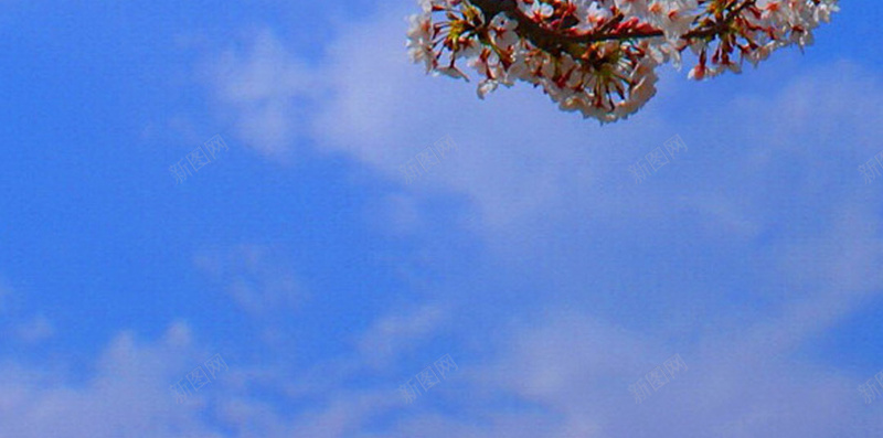 浪漫樱花背景jpg设计背景_88icon https://88icon.com 浪漫 樱花 花朵 蓝色 天空 摄影 风景