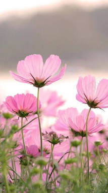 粉色花朵摄影H5背景背景