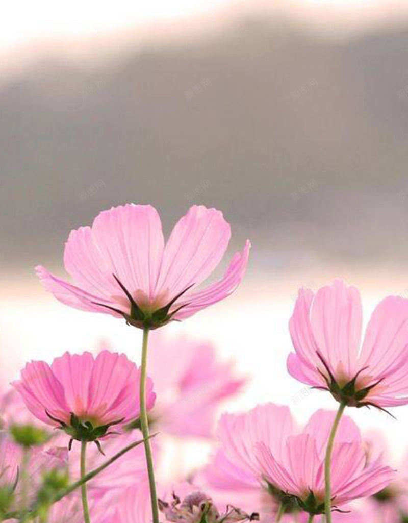 粉色花朵摄影H5背景jpg设计背景_88icon https://88icon.com 花 唯美 浪漫 花季 粉色 摄影 风景