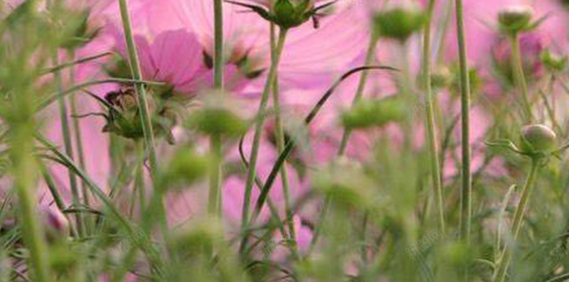 粉色花朵摄影H5背景jpg设计背景_88icon https://88icon.com 花 唯美 浪漫 花季 粉色 摄影 风景