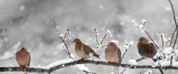 树枝上的雪冬季雪中的鸟高清图片