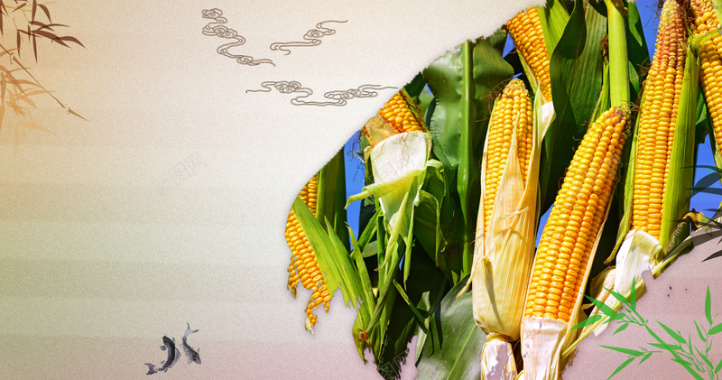 玉米五谷杂粮海报背景素材背景