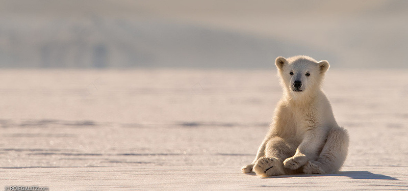 北极熊环保背景图jpg设计背景_88icon https://88icon.com 动物 北极熊 可爱 坐着的北极熊 海报banner 环保 雪地