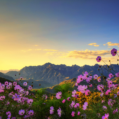 山中野花背景背景