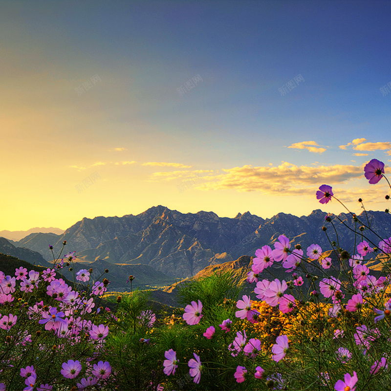 山中野花背景jpg设计背景_88icon https://88icon.com 深山 野花 自然 清新 唯美 晚霞 主图 摄影 风景