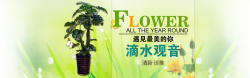 滴水观音绿色植物背景banner高清图片