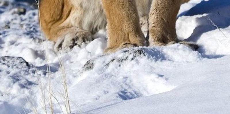 雪中的动物H5背景jpg设计背景_88icon https://88icon.com 天空 狮子 雪地 渐变 石头 H5 h5 摄影 风景