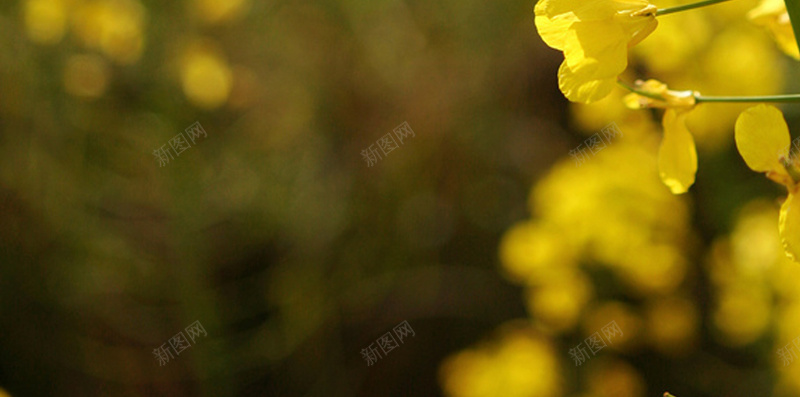 黄色油菜花H5背景素材jpg设计背景_88icon https://88icon.com 油菜花 花朵 小清新 黄色花 花卉 H5 摄影 风景