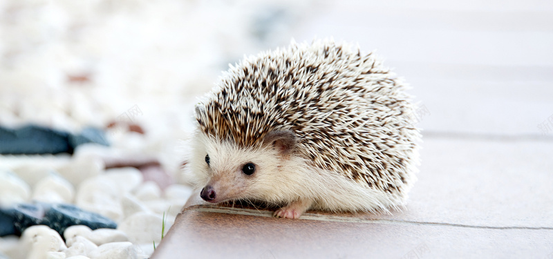 可爱的刺猬背景jpg设计背景_88icon https://88icon.com 小清新背景 可爱动物 刺猬 摄影 简约 海报banner 风景
