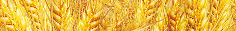 简约小麦进口啤酒背景psd设计背景_88icon https://88icon.com 夏日酷饮 进口啤酒 啤酒节 小麦 简约 绿色健康 细致工艺 爽 大排档啤酒 过瘾