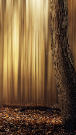 褐色树干老树H5背景高清图片