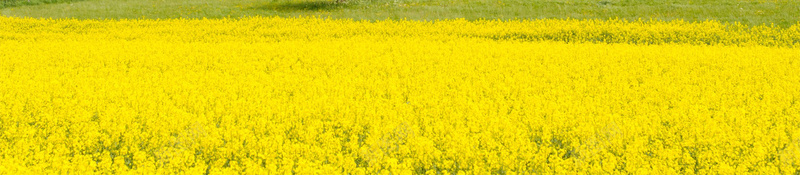 春季油菜花踏青游玩海报背景素材jpg设计背景_88icon https://88icon.com 油菜花 春季生机 春天踏青 春游 春天广告 春暖花开 油菜花节 油菜花美景 春意盎然 海报背景 开心 踏青季 踏青出游季 春季踏青 踏青出游 清明踏青 春游季 踏青节 阳春三月 踏青活动