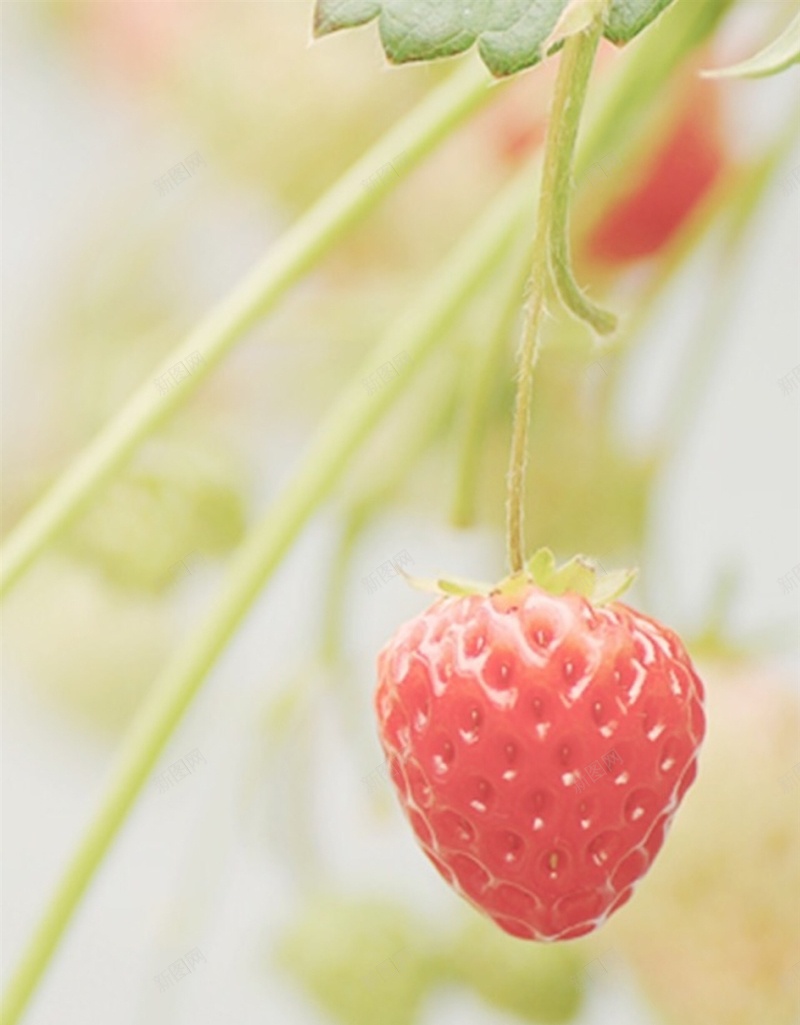 红色草莓H5背景jpg设计背景_88icon https://88icon.com 草莓 清新 植物 彩色 小清新 H5 h5 摄影 风景