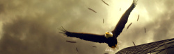 拼搏精神翱翔的鹰大气背景高清图片