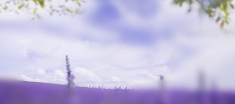 紫色浪漫熏衣草背景背景