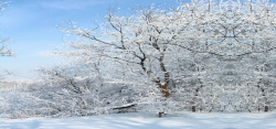 天空飘落的白雪雪后树林风景高清图片