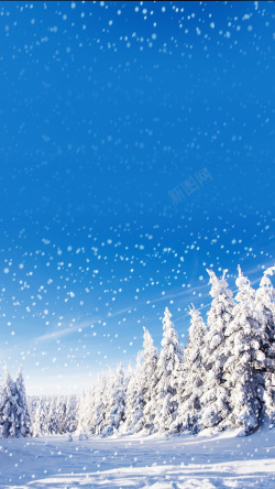 寒冷积雪冬天雪松背景高清图片
