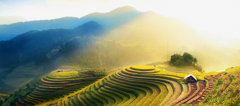 清新绿色茶园背景背景